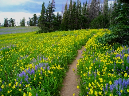 Bosco di abeti, fiori, sentiero