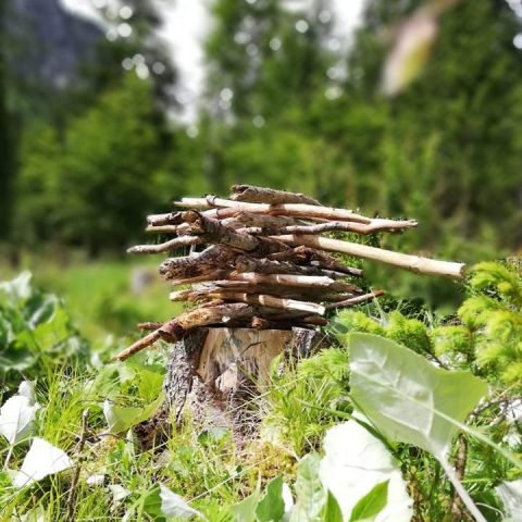 Il bosco: spazio per sperimentare e crescere nella vastità della natura